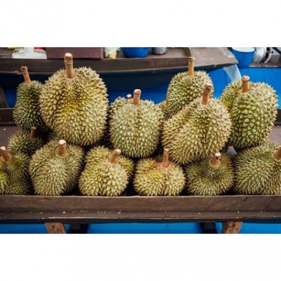 บริการที่ปรึกษาทำเอกสาร GMP ล้งทุเรียน และผลไม้ต่างๆ - ที่ปรึกษาระบบ GMP - ซิสเต็ม เอ็กเซลเล้นท์ บริการที่ปรึกษาทำเอกสาร GMP ล้งทุเรียน และผลไม้ต่างๆ - ที่ปรึกษาระบบ GMP - ซิสเต็ม เอ็กเซลเล้นท์